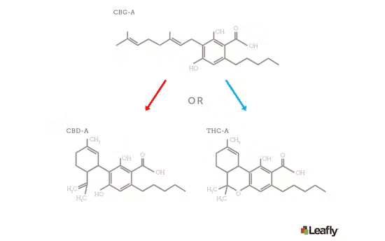 CBG-A, CBD-A, THC-A